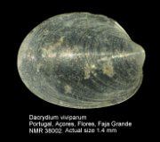Dacrydium viviparum